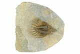 Spiny, Multi-Toned Psychopyge Trilobite - Ofaten, Morocco #350483-1